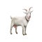 Goat standing up isolated on a white background