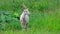 A goat stands in a field, looks back and looks at Copy space. Full shot