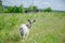 A goat stands in a field and looks over its back