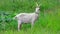 The goat stands in the field, shouts and looks around. Copy space. Full shot