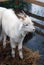 Goat stands on hays surrounded by water.