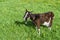 The goat stands left side on a spring green meadow with dandelions on a clear sunny day