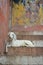 Goat on the steps of the Varanasi ghats, India