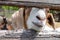 Goat sticking out head through a fence