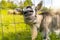 Goat sticking out head through a metal net