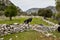 Goat on a stone fence