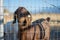 Goat at sunrise looking through fence