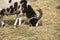 goat with three horns eating straw on the farm. Gene mutation in an animal