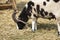 goat with three horns eating straw on the farm. Gene mutation in an animal