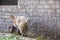 Goat in a traditional Egyptian village near Cairo