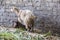 Goat in a traditional Egyptian village near Cairo