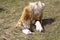 Goat with two newborn kids on meadow