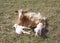 Goat with two newborn kids on meadow