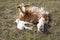 Goat with two newborn kids on meadow