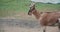 Goat walks around a farmstead in countryside. Natural agriculture, private farms