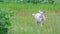 The goat walks in the field and looks around. Full shot