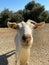 Goat wandering in nature looking at camera focused,