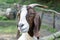Goat watching around corral