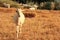 Goat in a wheat field in Turkey