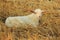 Goat in a wheat field in Turkey