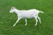 Goat white baby jumping side view green grass meadow