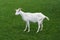 Goat white baby looking side view green grass meadow