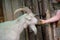 Goat who takes the hand grass