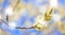 Goat willow blossoming branch on bright sunny background