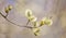 Goat willow blossoming branch on brown background