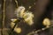 Goat willow, Salix caprea or pussy willow, fluffy yellow male catkins blossoming in springtime, close-up image