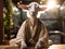 Goat yoga in a zen garden