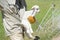 Goatherd carrying newborn baby goat kid