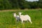 goatling