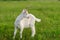 goatling