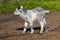 Goatling