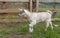 Goatling