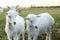 Goatling grazes on green meadow