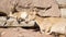 Goatling and mother goat with big horns laying on rocks in mountains. Goat family relaxing outdoors