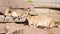 Goatling and mother goat with big horns laying on rocks in mountains. Goat family relaxing outdoors