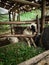 The Goatling Playing in The Cage