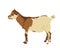 Goatling vector illustration isolated on white background. Little baby goat