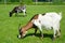 Goatlings on green grass