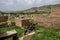 Goats in abandoned village in DereiÃ§i, Turkey