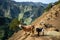 Goats in the Anaga Mouintains in Tenerife