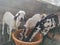 Goats animals eating food white