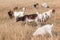 Goats Animals Farming Field