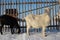 Goats animals walk in winter on the farm