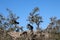 Goats in argan tree, Morocco