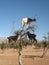 Goats in Argan tree, Morocco