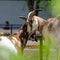 Goats at the Assiniboine Park Zoo, Winnipeg, Manitoba, Canada